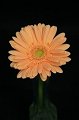 Gerbera Mino
